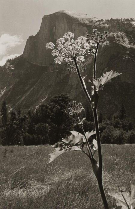 Portrait of flower and mountain by Ansel Adams