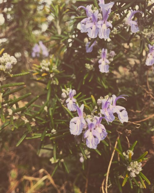 Rosemary Flowers
