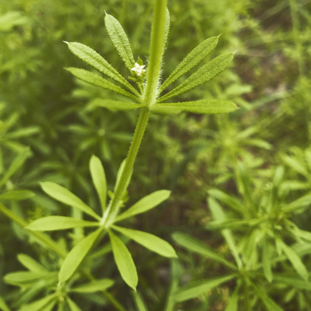 cleavers-garden-party