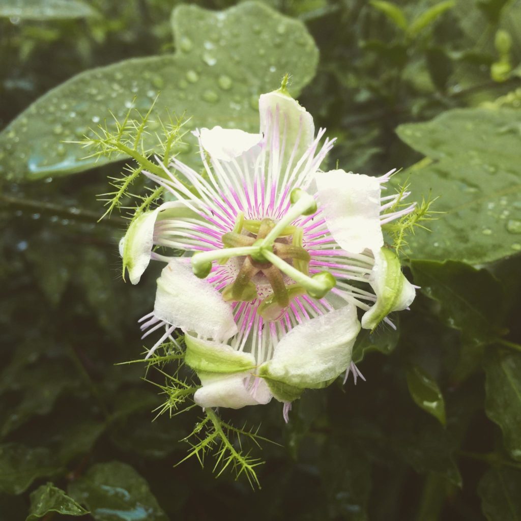 Passiflora foetida – Garden Party