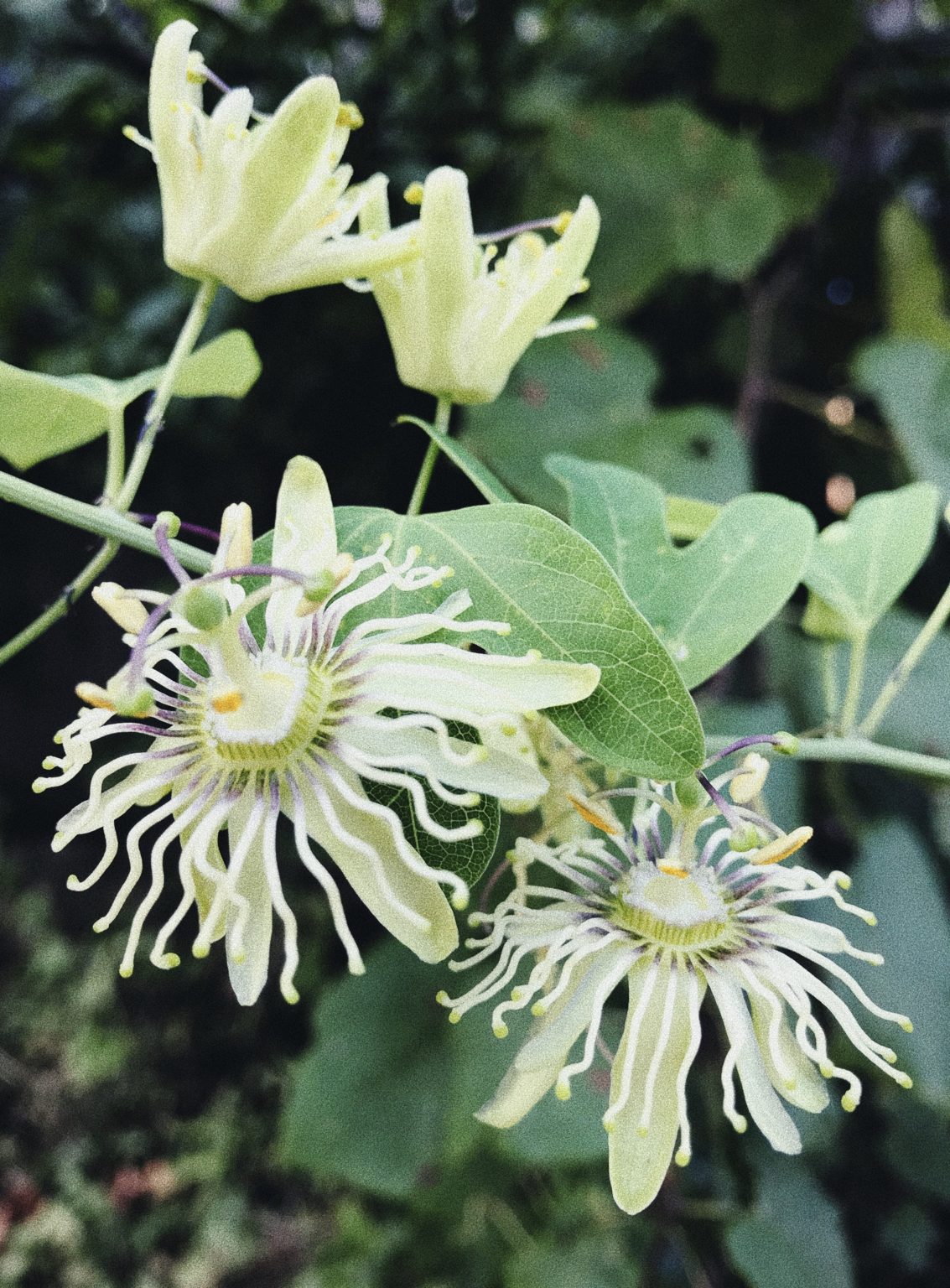 How to Make Flower Essences Garden Party